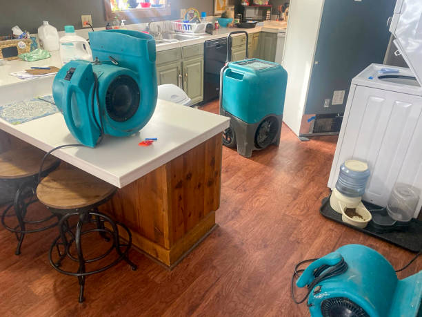 Best Mold removal after water damage  in Palmview, TX